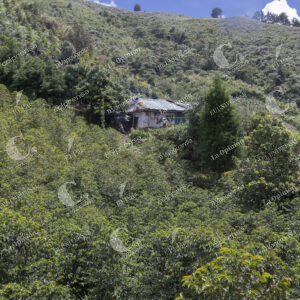 Fincas con cultivos de café