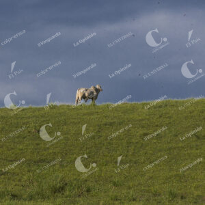 Restitución de tierras