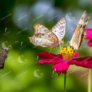 Mariposas