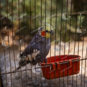 Loro